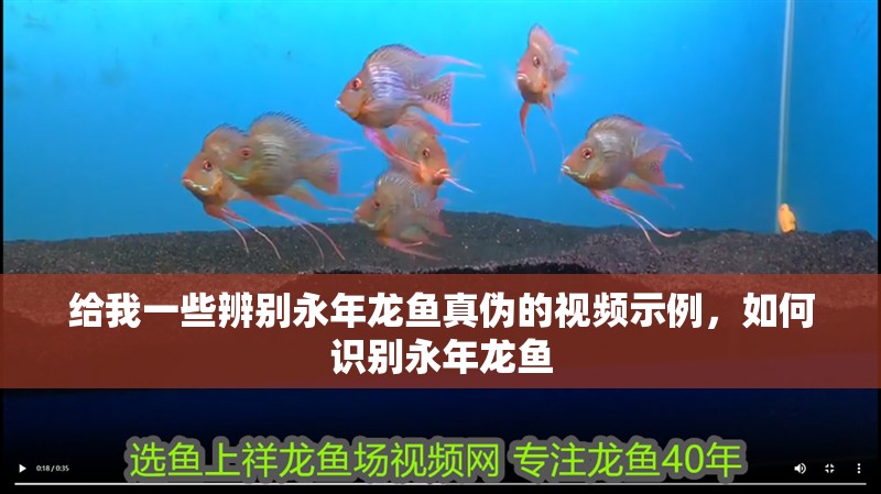 給我一些辨別永年龍魚真偽的視頻示例，如何識別永年龍魚