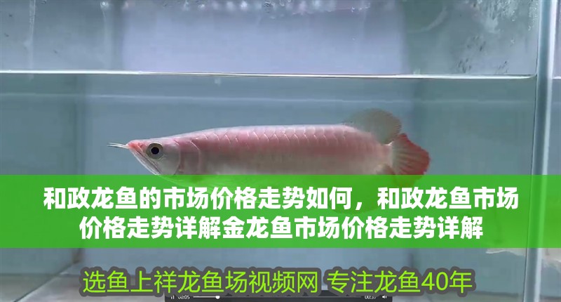 和政龍魚的市場價格走勢如何，和政龍魚市場價格走勢詳解金龍魚市場價格走勢詳解