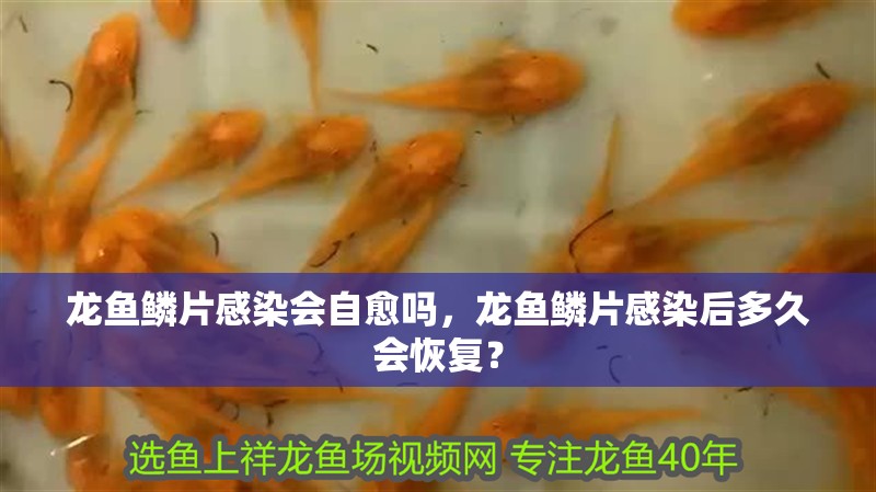 龍魚鱗片感染會自愈嗎，龍魚鱗片感染后多久會恢復？