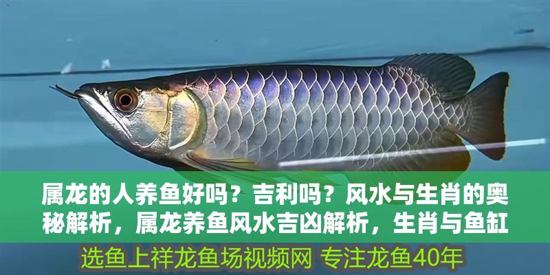 屬龍的人養(yǎng)魚好嗎？吉利嗎？風(fēng)水與生肖的奧秘解析，屬龍養(yǎng)魚風(fēng)水吉兇解析，生肖與魚缸擺放的運勢奧秘