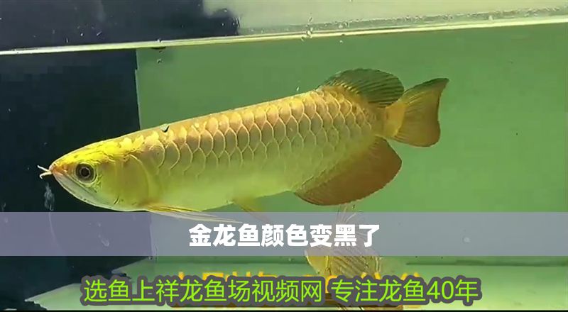 金龍魚顏色變黑了