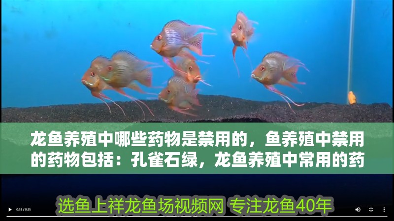 龍魚養殖中哪些藥物是禁用的，魚養殖中禁用的藥物包括：孔雀石綠，龍魚養殖中常用的藥物