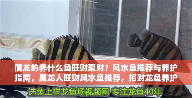屬龍的養(yǎng)什么魚旺財聚財？風(fēng)水魚推薦與養(yǎng)護(hù)指南，屬龍人旺財風(fēng)水魚推薦，招財龍魚養(yǎng)護(hù)全指南