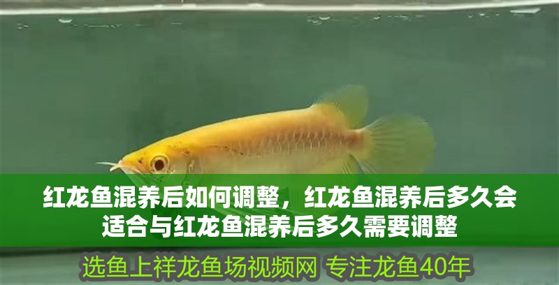 紅龍魚(yú)混養(yǎng)后如何調(diào)整，紅龍魚(yú)混養(yǎng)后多久會(huì)適合與紅龍魚(yú)混養(yǎng)后多久需要調(diào)整