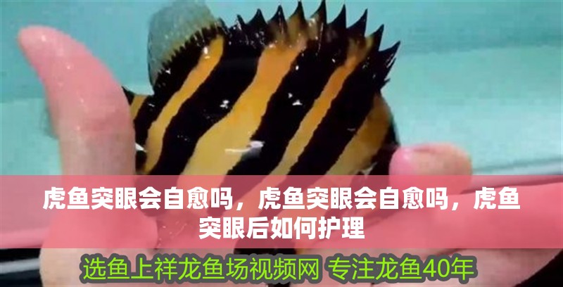 虎魚(yú)突眼會(huì)自愈嗎，虎魚(yú)突眼會(huì)自愈嗎，虎魚(yú)突眼后如何護(hù)理