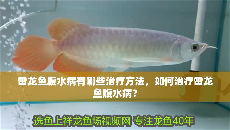 雷龍魚腹水病有哪些治療方法，如何治療雷龍魚腹水病？