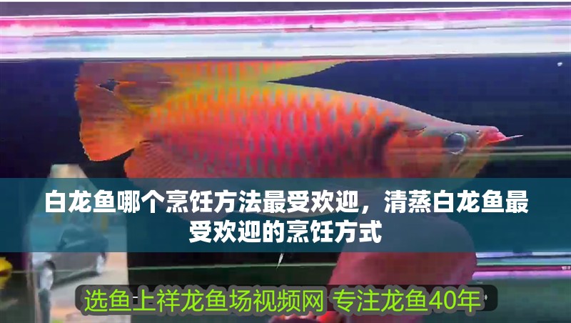白龍魚哪個烹飪方法最受歡迎，清蒸白龍魚最受歡迎的烹飪方式 白龍魚哪個烹飪方法最受歡迎，清蒸白龍魚最受歡迎的烹飪方式 龍魚百科