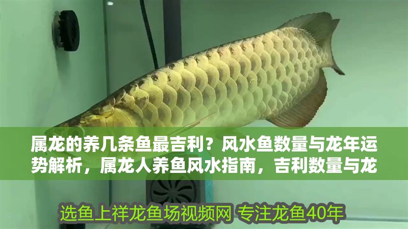 屬龍的養幾條魚最吉利？風水魚數量與龍年運勢解析，屬龍人養魚風水指南，吉利數量與龍年運勢全解析
