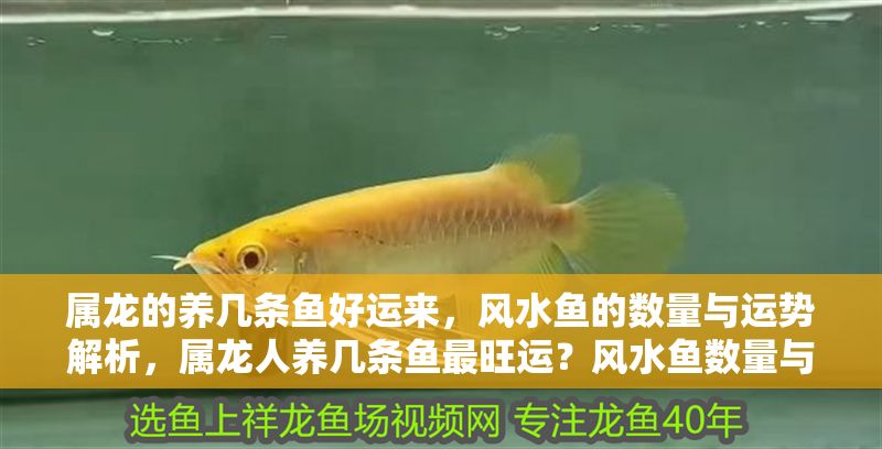 屬龍的養幾條魚好運來，風水魚的數量與運勢解析，屬龍人養幾條魚最旺運？風水魚數量與運勢全解析