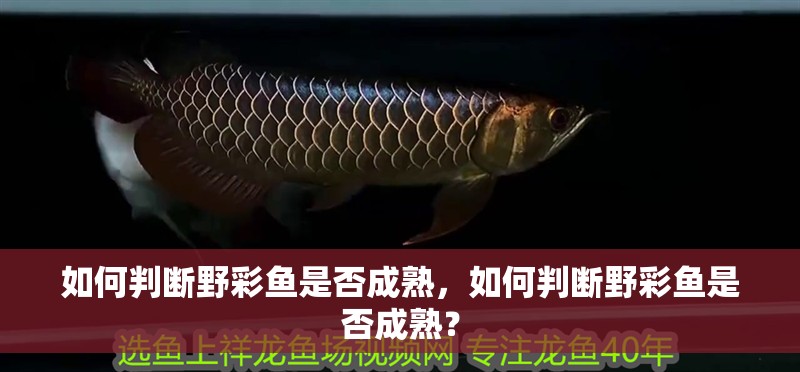 如何判斷野彩魚是否成熟，如何判斷野彩魚是否成熟？