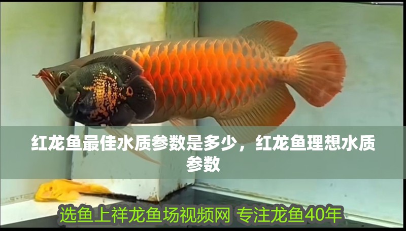 紅龍魚最佳水質參數是多少，紅龍魚理想水質參數