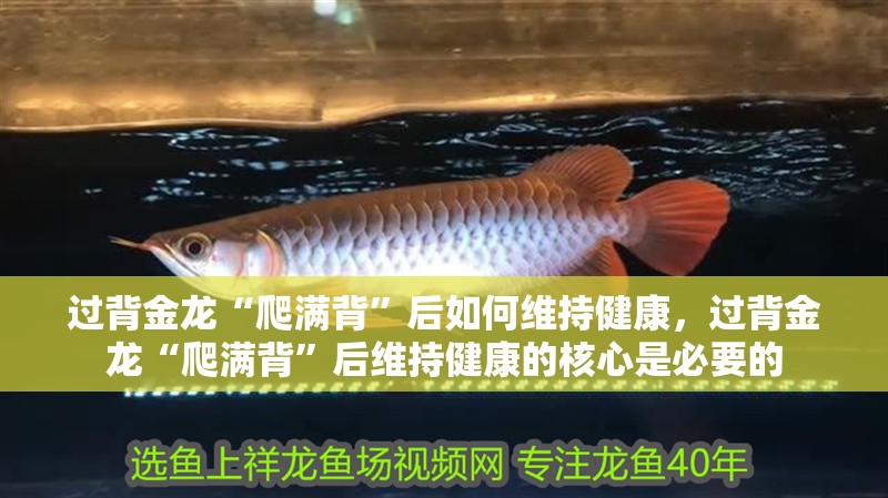 過背金龍“爬滿背”后如何維持健康，過背金龍“爬滿背”后維持健康的核心是必要的