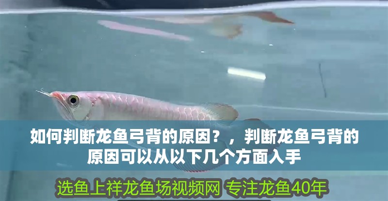 如何判斷龍魚弓背的原因？，判斷龍魚弓背的原因可以從以下幾個方面入手