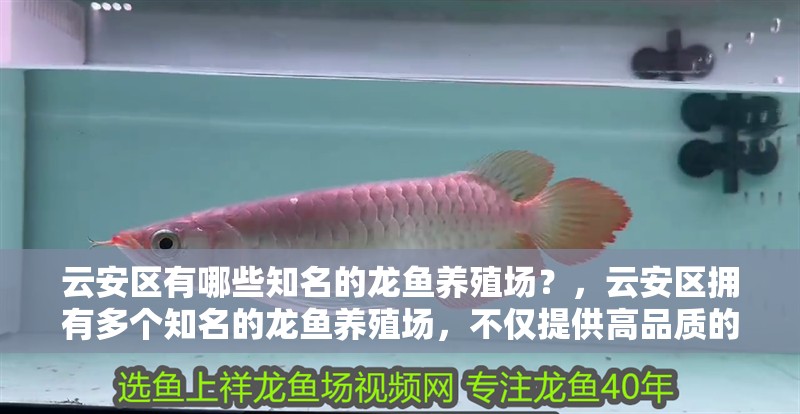 云安區(qū)有哪些知名的龍魚(yú)養(yǎng)殖場(chǎng)？，云安區(qū)擁有多個(gè)知名的龍魚(yú)養(yǎng)殖場(chǎng)，不僅提供高品質(zhì)的龍魚(yú)養(yǎng)殖服務(wù)