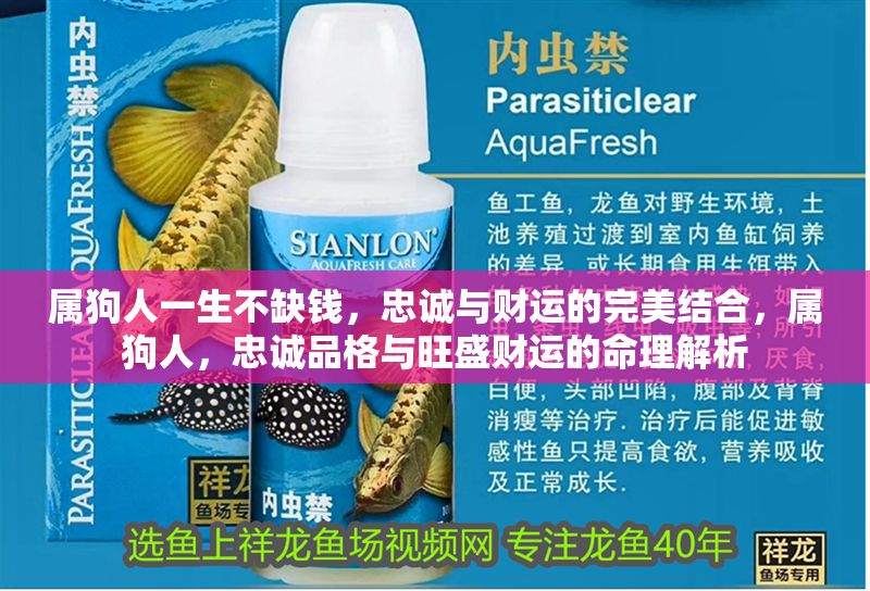 屬狗人一生不缺錢，忠誠(chéng)與財(cái)運(yùn)的完美結(jié)合，屬狗人，忠誠(chéng)品格與旺盛財(cái)運(yùn)的命理解析