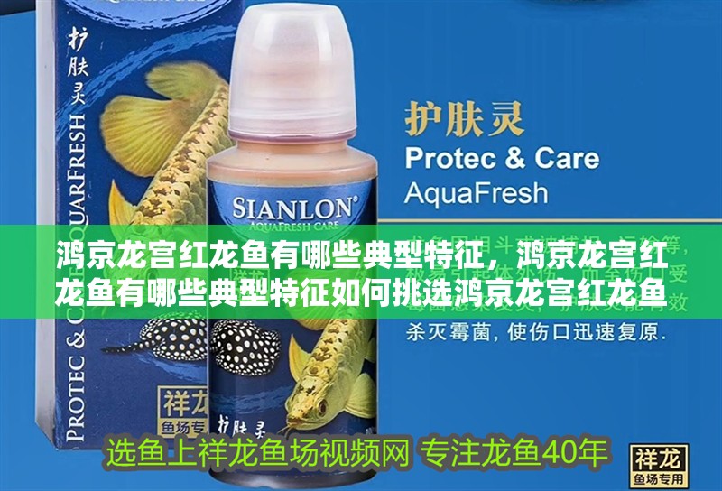 鴻京龍宮紅龍魚有哪些典型特征，鴻京龍宮紅龍魚有哪些典型特征如何挑選鴻京龍宮紅龍魚