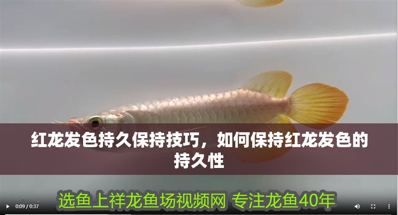 紅龍發色持久保持技巧，如何保持紅龍發色的持久性 紅龍發色持久保持技巧，如何保持紅龍發色的持久性 龍魚百科