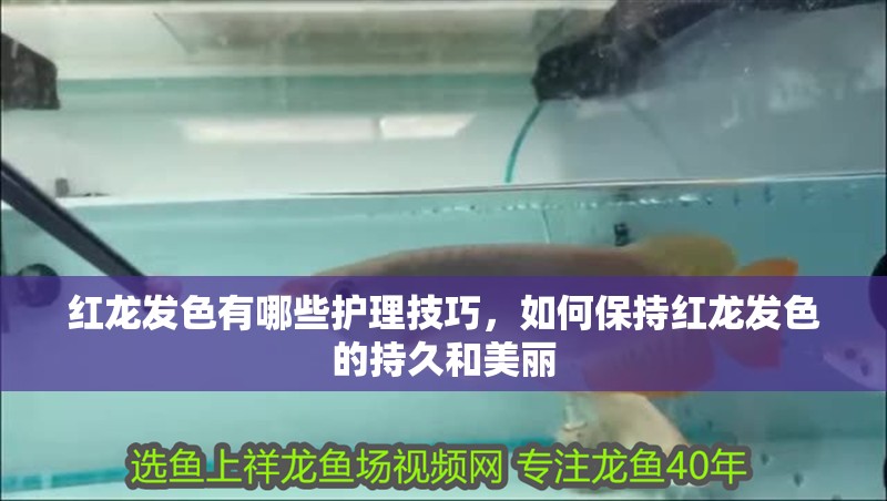 紅龍發色有哪些護理技巧，如何保持紅龍發色的持久和美麗