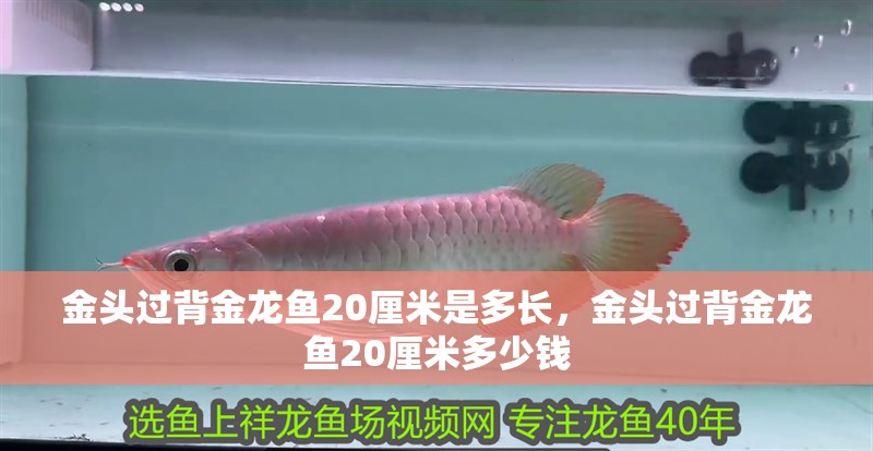 金頭過背金龍魚20厘米是多長，金頭過背金龍魚20厘米多少錢