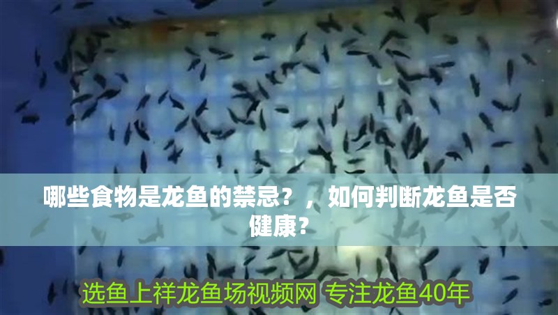 哪些食物是龍魚的禁忌？，如何判斷龍魚是否健康？