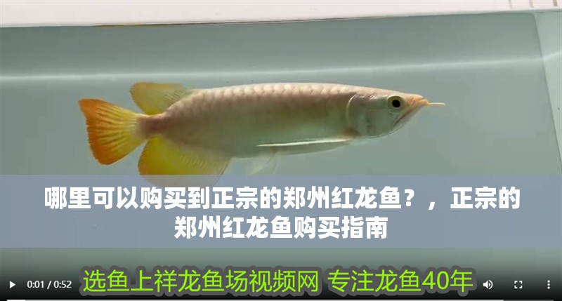 哪里可以購買到正宗的鄭州紅龍魚？，正宗的鄭州紅龍魚購買指南 哪里可以購買到正宗的鄭州紅龍魚？，正宗的鄭州紅龍魚購買指南 龍魚百科