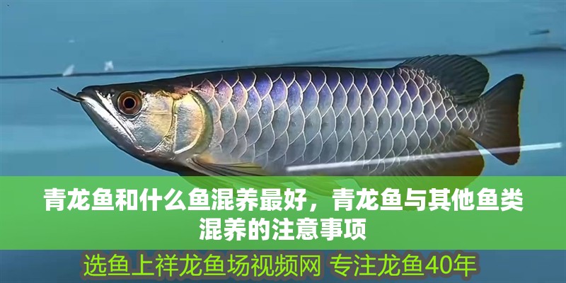 青龍魚和什么魚混養(yǎng)最好，青龍魚與其他魚類混養(yǎng)的注意事項(xiàng)