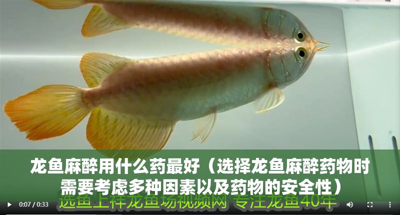 龍魚麻醉用什么藥最好（選擇龍魚麻醉藥物時需要考慮多種因素以及藥物的安全性） 龍魚麻醉用什么藥最好（選擇龍魚麻醉藥物時需要考慮多種因素以及藥物的安全性） 龍魚百科 第2張