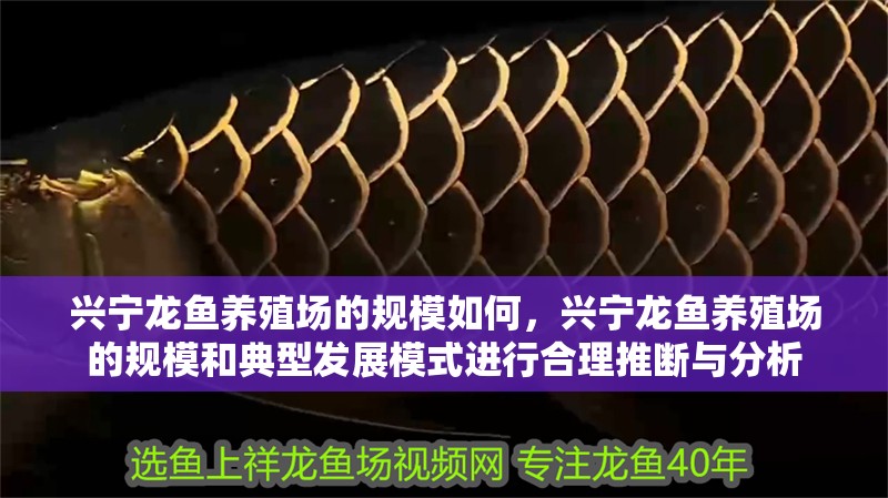 興寧龍魚養殖場的規模如何，興寧龍魚養殖場的規模和典型發展模式進行合理推斷與分析