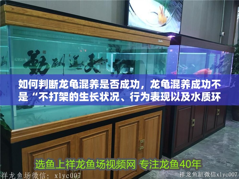 如何判斷龍龜混養是否成功，龍龜混養成功不是“不打架的生長狀況、行為表現以及水質環境來綜合評估 如何判斷龍龜混養是否成功，龍龜混養成功不是“不打架的生長狀況、行為表現以及水質環境來綜合評估 龍魚百科