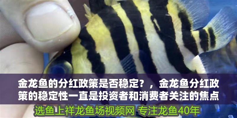 金龍魚的分紅政策是否穩定？，金龍魚分紅政策的穩定性一直是投資者和消費者關注的焦點