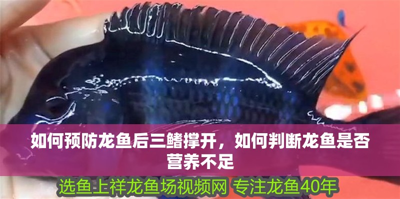 如何預防龍魚后三鰭撐開，如何判斷龍魚是否營養不足