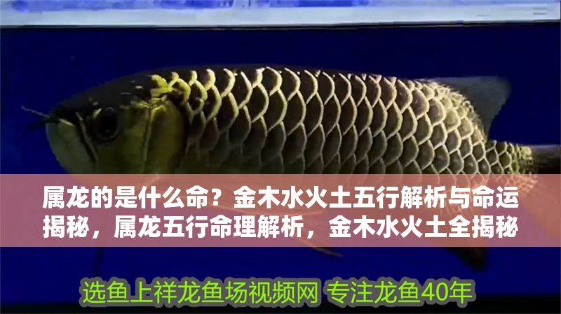 屬龍的是什么命？金木水火土五行解析與命運揭秘，屬龍五行命理解析，金木水火土全揭秘與運勢指南