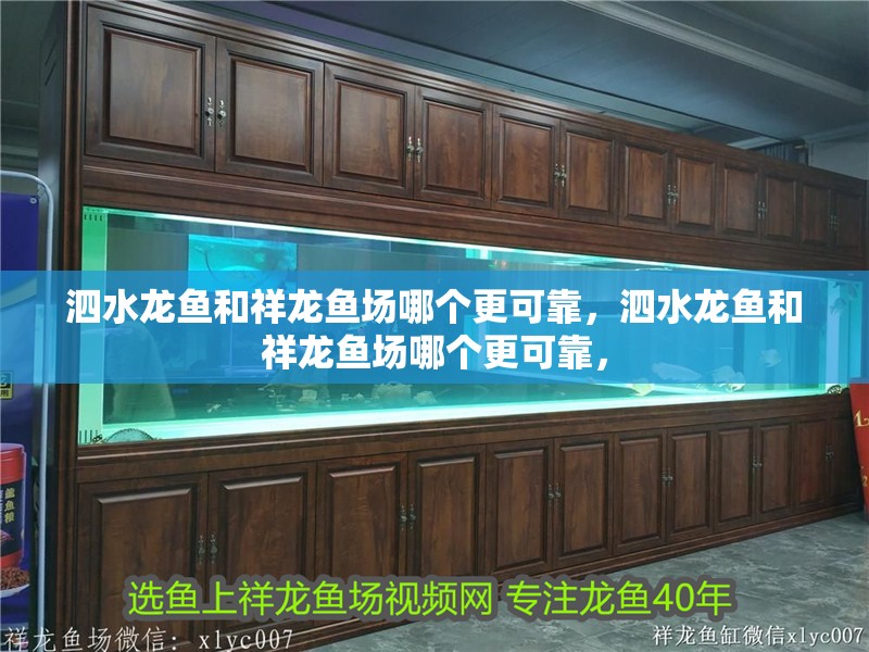 <strong><mark>泗水</mark></strong>龍魚和祥龍魚場哪個更可靠，<strong><mark>泗水</mark></strong>龍魚和祥龍魚場哪個更可靠，