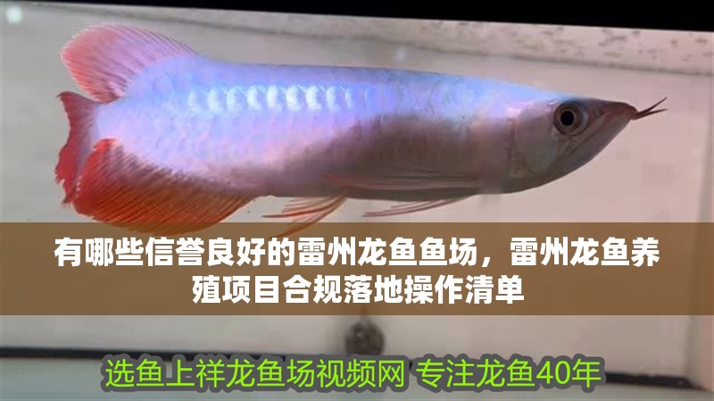 有哪些信譽良好的雷州龍魚魚場，雷州龍魚養(yǎng)殖項目合規(guī)落地操作清單
