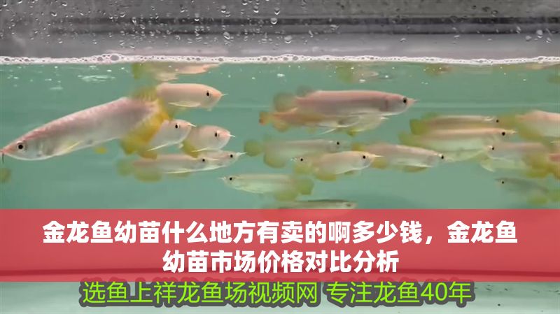 金龍魚幼苗什么地方有賣的啊多少錢，金龍魚幼苗市場價格對比分析