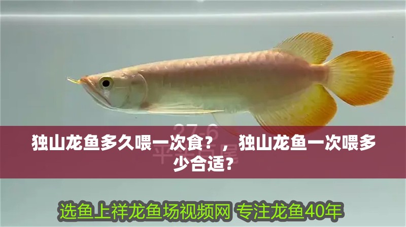 獨山龍魚多久喂一次食？，獨山龍魚一次喂多少合適？ 獨山龍魚多久喂一次食？，獨山龍魚一次喂多少合適？ 龍魚百科