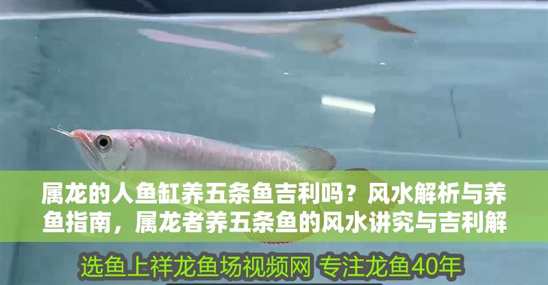 屬龍的人魚缸養(yǎng)五條魚吉利嗎？風(fēng)水解析與養(yǎng)魚指南，屬龍者養(yǎng)五條魚的風(fēng)水講究與吉利解析