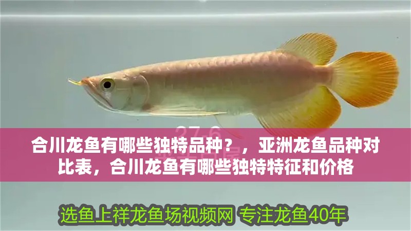 <strong><mark>合川</mark></strong>龍魚有哪些獨特品種？，亞洲龍魚品種對比表，<strong><mark>合川</mark></strong>龍魚有哪些獨特特征和價格