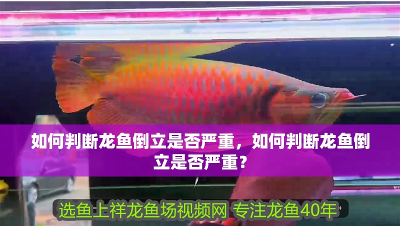 如何判斷龍魚倒立是否嚴重，如何判斷龍魚倒立是否嚴重？ 如何判斷龍魚倒立是否嚴重，如何判斷龍魚倒立是否嚴重？ 龍魚百科
