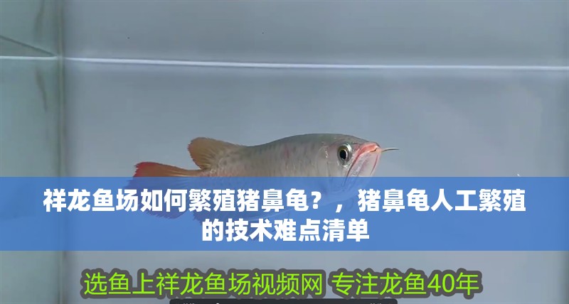 祥龍魚場如何繁殖豬鼻龜？，豬鼻龜人工繁殖的技術難點清單 祥龍魚場如何繁殖豬鼻龜？，豬鼻龜人工繁殖的技術難點清單 龍魚百科