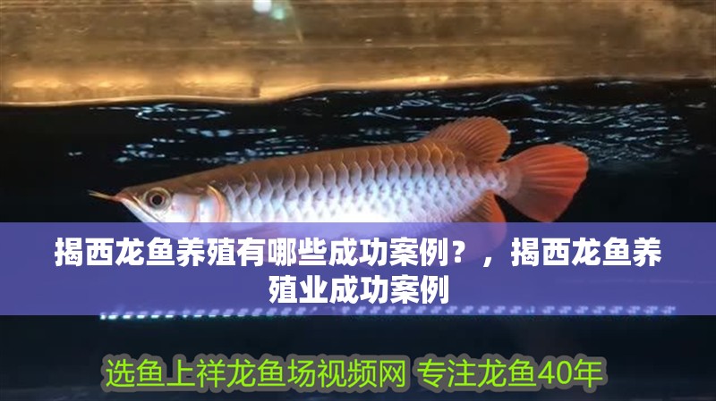 揭西龍魚養殖有哪些成功案例？，揭西龍魚養殖業成功案例