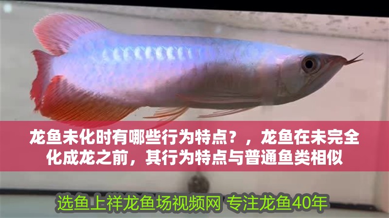 龍魚未化時有哪些行為特點？，龍魚在未完全化成龍之前，其行為特點與普通魚類相似