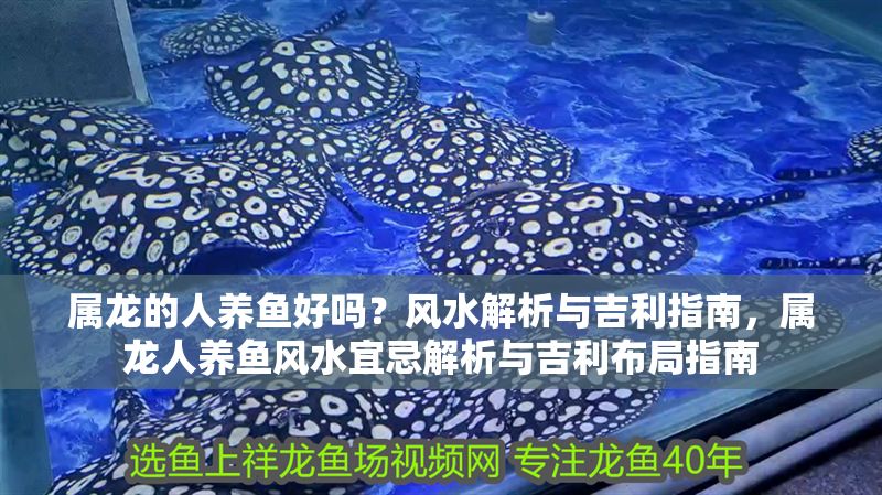 屬龍的人養(yǎng)魚好嗎？風(fēng)水解析與吉利指南，屬龍人養(yǎng)魚風(fēng)水宜忌解析與吉利布局指南 屬龍的人養(yǎng)魚好嗎？風(fēng)水解析與吉利指南，屬龍人養(yǎng)魚風(fēng)水宜忌解析與吉利布局指南 龍魚百科 第1張