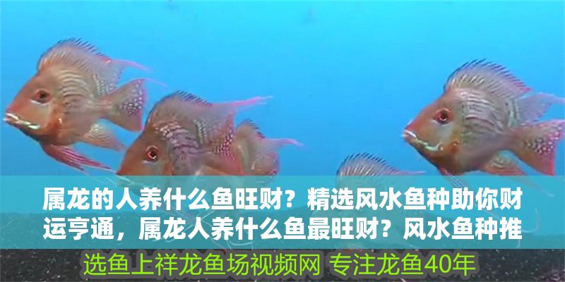 屬龍的人養什么魚旺財？精選風水魚種助你財運亨通，屬龍人養什么魚最旺財？風水魚種推薦助你財運亨通