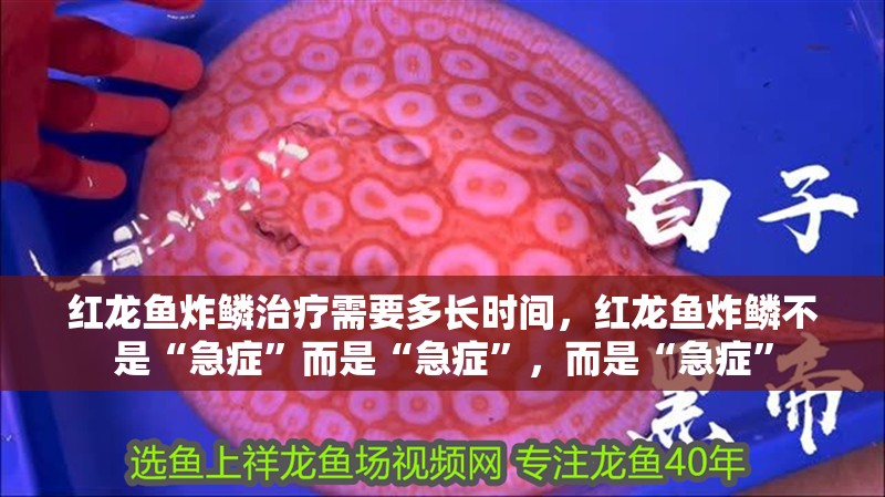 紅龍魚炸鱗治療需要多長時(shí)間，紅龍魚炸鱗不是“急癥”而是“急癥”，而是“急癥”