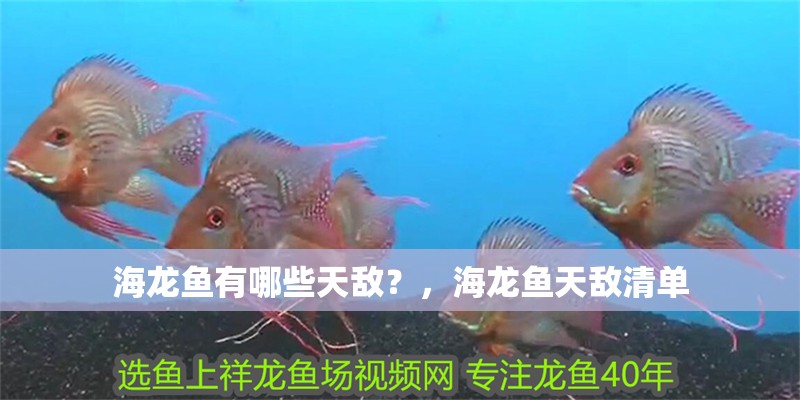 海龍魚有哪些天敵？，海龍魚天敵清單