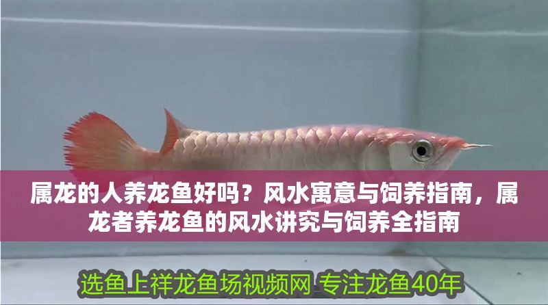 屬龍的人養(yǎng)龍魚好嗎?風(fēng)水寓意與飼養(yǎng)指南,屬龍者養(yǎng)龍魚的風(fēng)水講究與飼養(yǎng)全指南 龍魚百科 第1張 屬龍的人養(yǎng)龍魚好嗎?風(fēng)水寓意與飼養(yǎng)指南,屬龍者養(yǎng)龍魚的風(fēng)水講究與飼養(yǎng)全指南 屬龍的人養(yǎng)龍魚好嗎?風(fēng)水寓意與飼養(yǎng)指南,屬龍者養(yǎng)龍魚的風(fēng)水講究與飼養(yǎng)全指南 龍魚百科 第1張