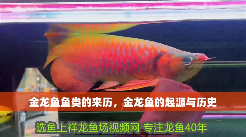 金龍魚魚類的來歷，金龍魚的起源與歷史
