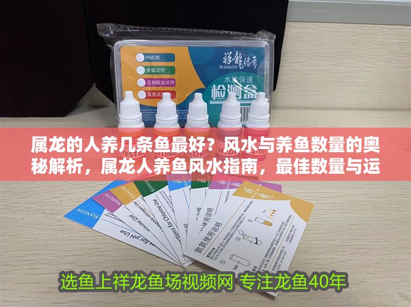 屬龍的人養幾條魚最好？風水與養魚數量的奧秘解析，屬龍人養魚風水指南，最佳數量與運勢提升全解析