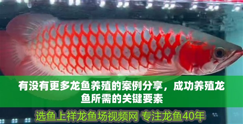 有沒有更多龍魚養殖的案例分享，成功養殖龍魚所需的關鍵要素 有沒有更多龍魚養殖的案例分享，成功養殖龍魚所需的關鍵要素 龍魚百科